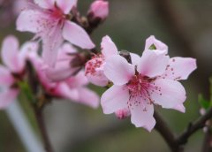 春季滋润脾胃食谱 助